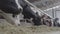 Calves feeding process on modern farm. Close up cow feeding on milk farm. Cow on dairy farm eating hay. Cowshed.