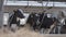 Calves feeding process on modern farm. Close up cow feeding on milk farm. Cow on dairy farm eating hay. Cowshed.