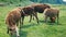 Calves graze in a mountain meadow and eat watermelon. Newborn cows on a meadow.