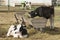 Calves Holando-Argentino and Feeding Trough