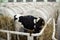 Calves on a livestock farm. Young calves are quarantined in separate plastic cages