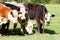 Calves looking out the fence