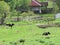Calves on a meadow, country village spring, fences, village landskape UKraine