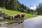 Calves near water in mountains. Two calves drinking clean water in Alps, Austria, Tyrol