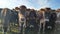 Calves in New Zealand starring at the camera in New Zealand