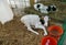 Calves in open-air cages at the European Cheese Factory.