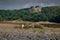 Calves at Pennard Castle