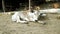 Calves play and sunbathe in the farm yard in the morning