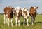 Calves in a row, cows side by side, standing upright in a green meadow, red white in the Netherlands