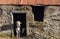 Calves in rural stone shed