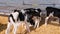 Calves stand in a barn with straw at a cattle fair