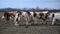 Calves stands in front of herd of cows in pasture during overcast winter day