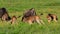 Calves wildebeests playing together in an African savannah meadow
