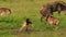 Calves wildebeests playing together in an African savannah meadow