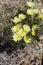 CALYCOSERIS PARRYI - TWENTYNINE PALMS - 050120 A