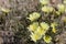 CALYCOSERIS PARRYI - TWENTYNINE PALMS - 050120 B