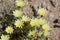 CALYCOSERIS PARRYI - TWENTYNINE PALMS - 050120 C