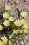 CALYCOSERIS PARRYI - TWENTYNINE PALMS - 050120 D