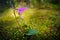 Calypso bulbosa, beautiful pink orchid, Finland. Flowering European terrestrial wild orchid in nature habitat, detail of bloom,