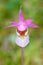 Calypso bulbosa, beautiful pink orchid, Finland. Flowering European terrestrial wild orchid, nature habitat, detail of bloom, Euro