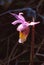 `Calypso` or Fairy Slipper orchid