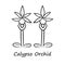 Calypso orchid linear icon. Thin line illustration. Exotic, tropical blooming flower. Fairy slipper with name. Calypso