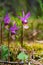 Calypso Orchids growing in the wild