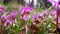 Calypso Orchids in Valley of the Five Lakes