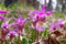 Calypso Orchids in Valley of the Five Lakes