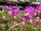 Calypso Orchids in Valley of the Five Lakes