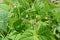 Calypso or yin yang beans growing among lush green leaves