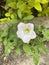 Calystegia hederacea Wall.ex.Roxb. Shooting in summer