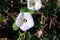 Calystegia occidentalis flower known as chaparral false bindweed