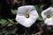 Calystegia occidentalis flower known as chaparral false bindweed