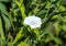 calystegia sepium (formerly Convolvulus sepium) common names are hedge bindweed, Rutland beauty, bugle vine, heavenly trumpets,