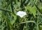 calystegia sepium (formerly Convolvulus sepium) common names are hedge bindweed, Rutland beauty, bugle vine, heavenly trumpets,