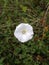 Calystegia sepium and a small black fly