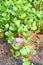 Calystegia soldanella - Sea Bindweed - A Violet Wild Flower Weed at Seashore