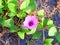 Calystegia soldanella - Sea Bindweed - A Violet Wild Flower Weed at Seashore