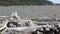 Camano Island dry lake with many tree stumps