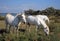 Camargan horses, Salin de Giraud, Bouche-du-RhÃ´ne, France.