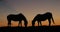 Camargue or Camarguais Horse in the Dunes at Sunrise, Camargue in the South East of France, Les Saintes Maries de la Mer