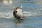 Camargue foal in the water