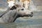 Camargue foal in the water