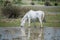 Camargue horse