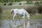 Camargue horse