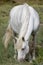 Camargue horse