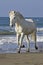 Camargue Horse, Adult Trotting on Beach, Saintes Marie de la Mer in Camargue, in the South of France