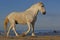 Camargue Horse on the Beach, Saintes Marie de la Mer in Camargue, in the South of France