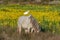 Camargue horse and cattle egret (Bubulcus ibis) in symbiosis in a marsh blooming with yellow irises